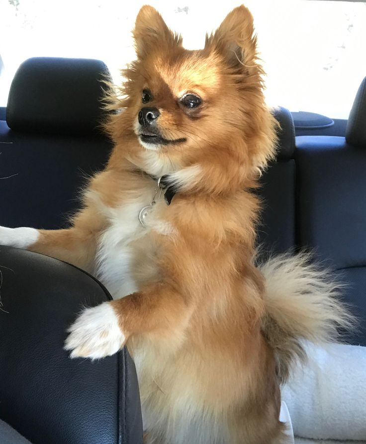 a small brown dog sitting on its hind legs in the back seat of a car