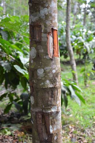 a tree that has been carved to look like it's missing its bark and is in the woods