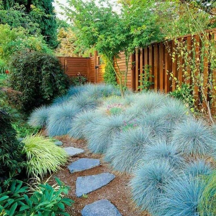 a garden with blue plants and rocks in the ground, along with a wooden fence