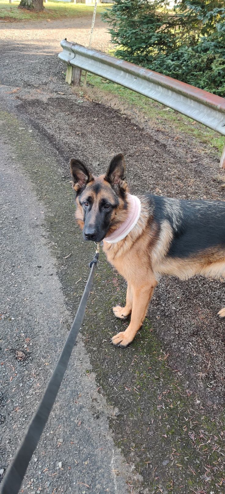 a german shepherd dog on a leash waiting for his owner to come home from the park