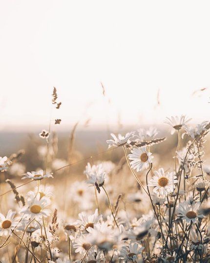 the sun is shining on some wildflowers