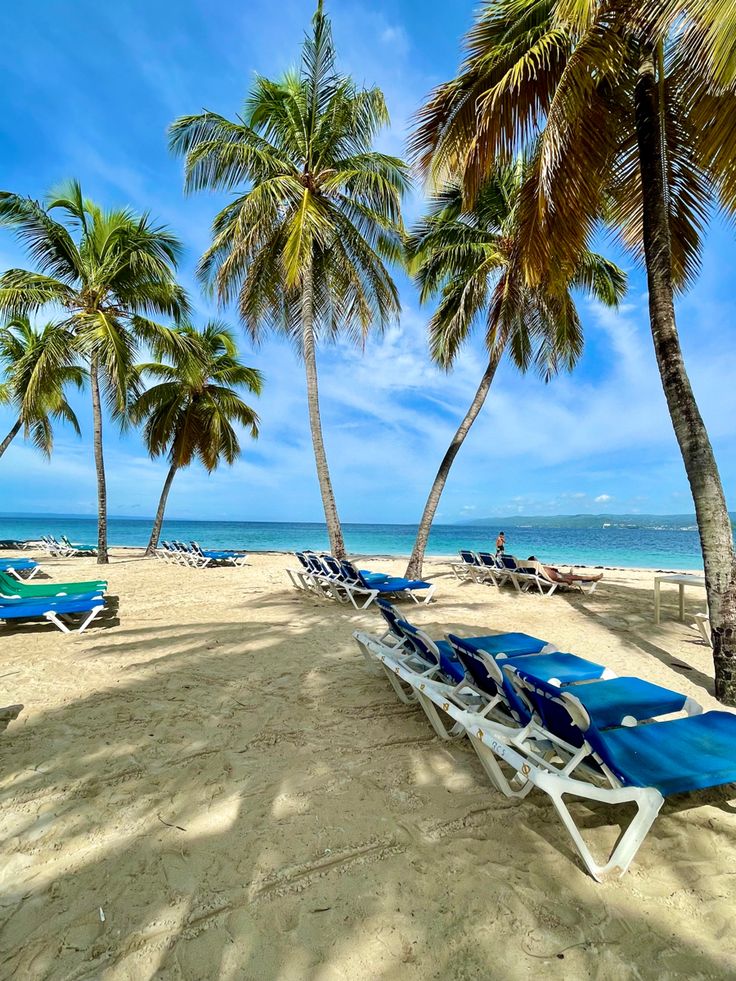 lounge chairs and palm trees line the beach