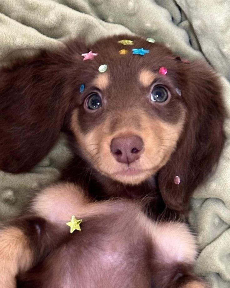 a small brown and white dog laying on top of a bed covered in confetti