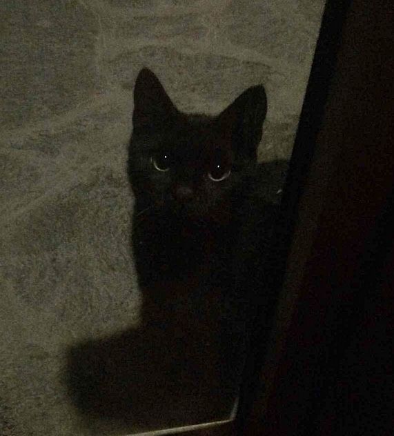 a black cat sitting on the floor looking at the camera