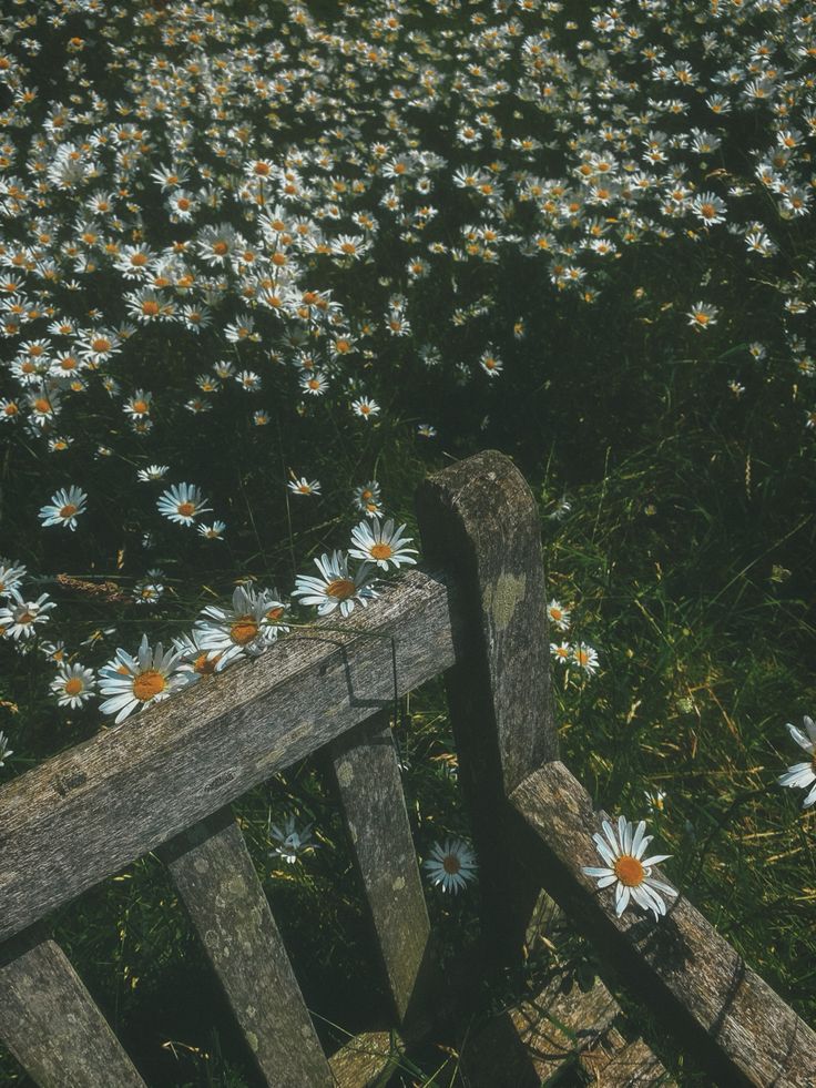 a wooden bench sitting in front of a field of daisies