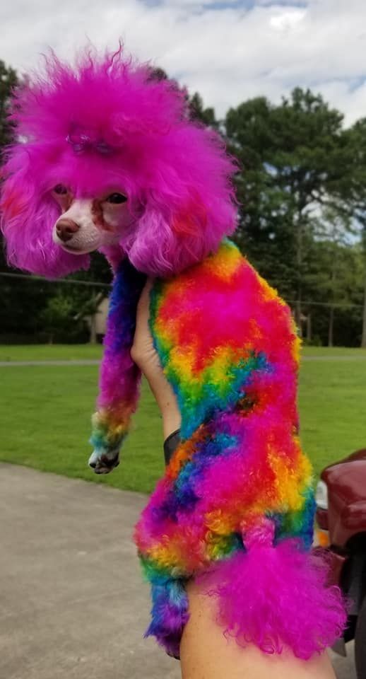 a person is holding a dog wearing a colorful outfit and standing on their hand with a car in the background