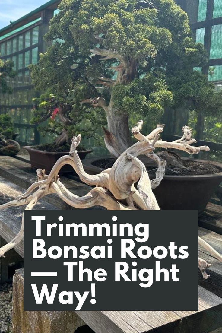 Our comprehensive guide reveals the essential techniques and tips for safely and effectively trimming bonsai roots. Learn the importance of root pruning, when to do it, and how to strike the perfect balance for your bonsai's well-being. With step-by-step instructions and expert insights, you'll gain the confidence to embark on this transformative journey. Take your bonsai to new heights of beauty and ensure its longevity with proper root trimming. IG Photo by: peterchanbonsai Weeping Bonsai, Jade Plant Bonsai, Bonsai Pruning, Bonsai Forest, Bonsai Care, Bonsai Tree Care, Root Structure, Garden Bonsai, Bonsai Ideas