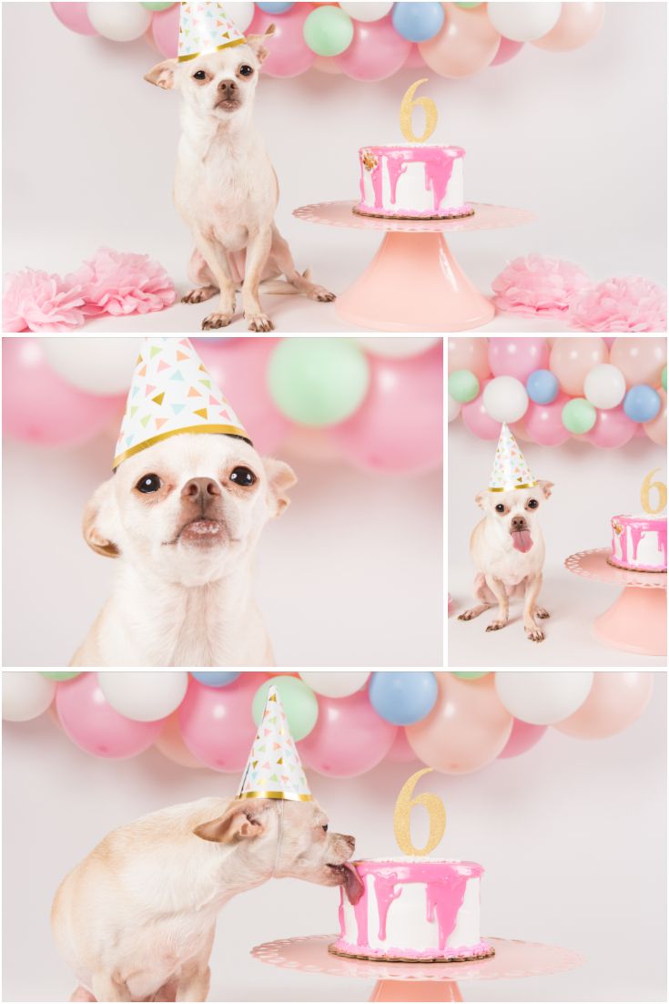 a small dog wearing a birthday hat next to a cake