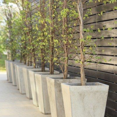 several cement planters lined up against a wall with small trees in them on the sidewalk