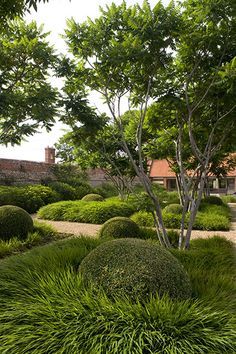 a garden with lots of green plants and trees