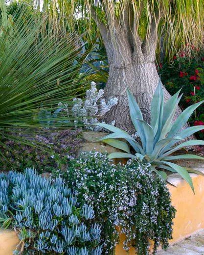 an assortment of plants and trees in a garden area with stone wall, palm tree, blue agua planter