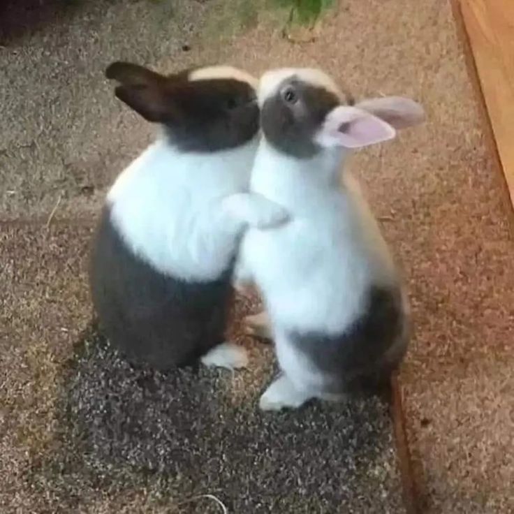 two rabbits are playing with each other on the ground