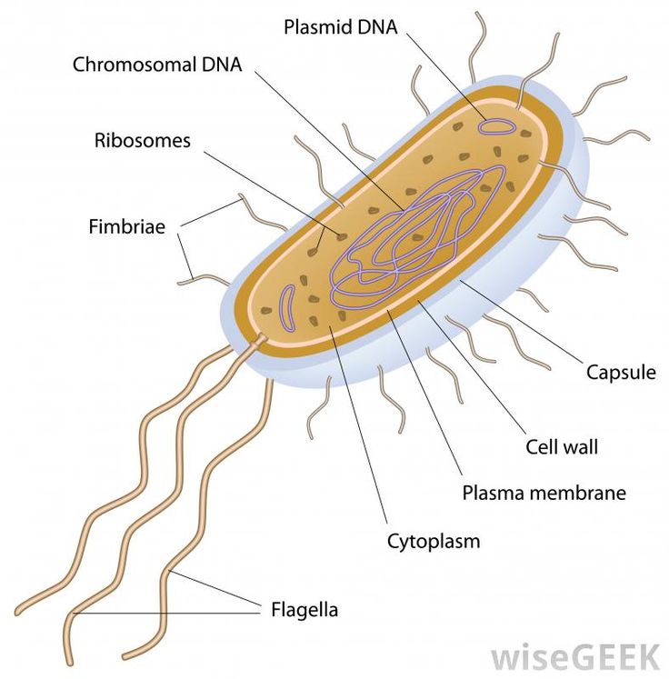 an animal cell labeled in the diagram below