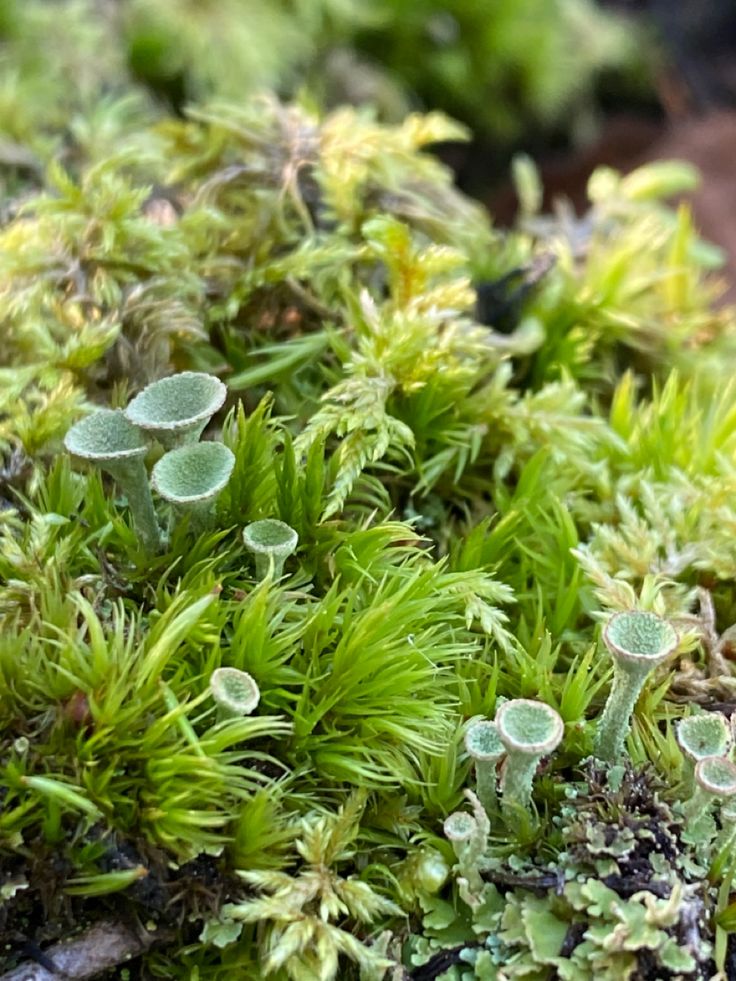 moss growing on the ground with little green leaves and small plants in the foreground