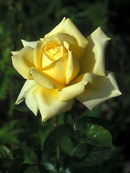 a yellow rose with green leaves in the background