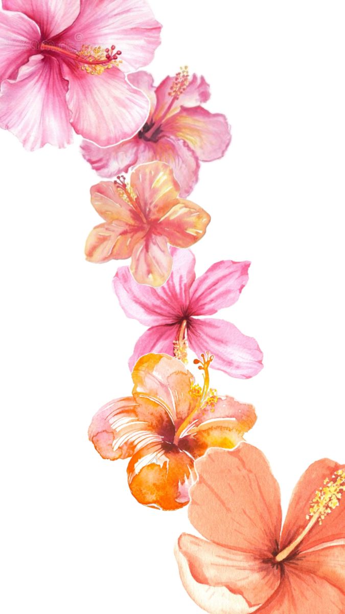 three pink flowers on a white background