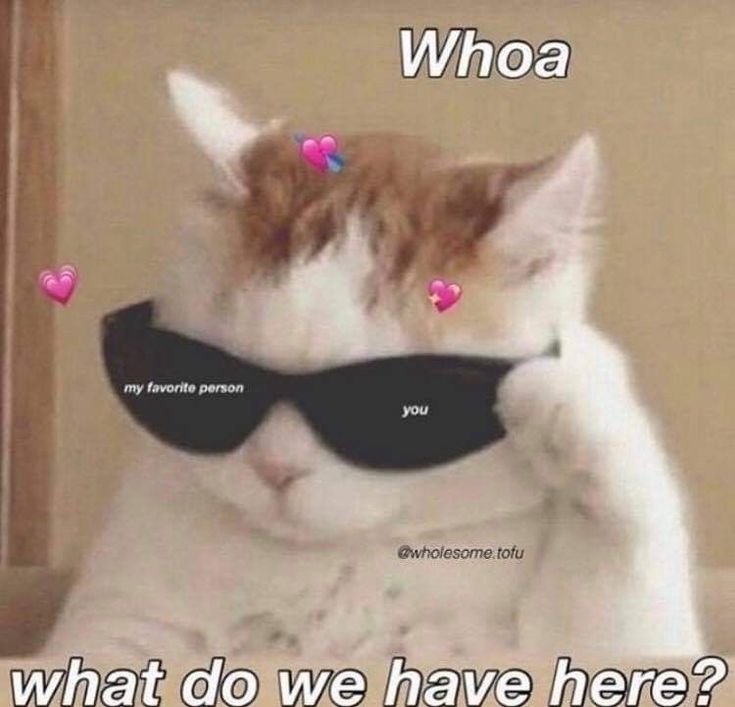 a cat wearing sunglasses with the caption whoa what do we have here?