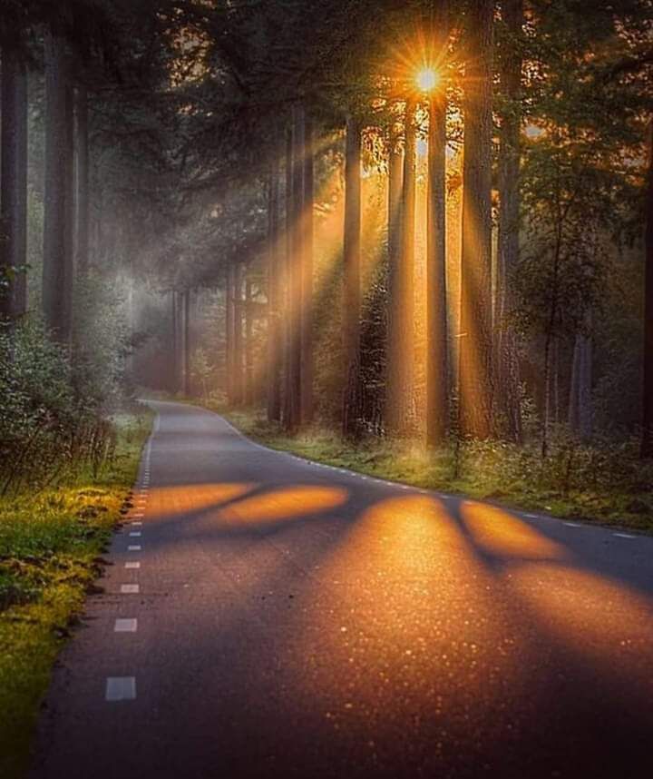 the sun shines brightly through the trees on an empty road in the middle of a forest