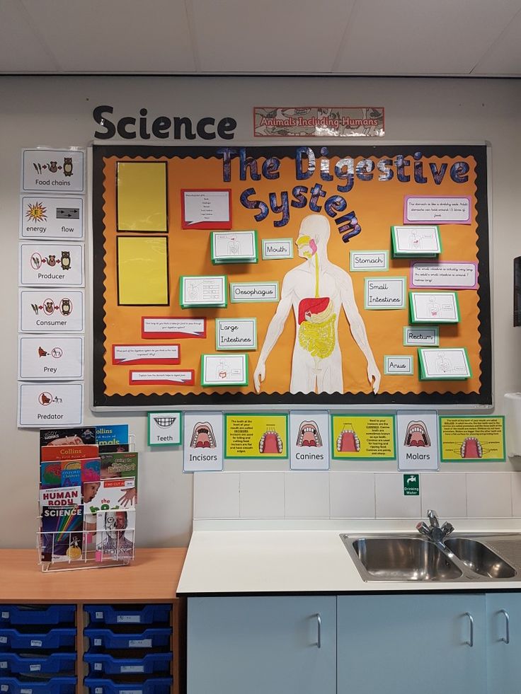 a science bulletin board on the wall above a sink in a school classroom with blue bins