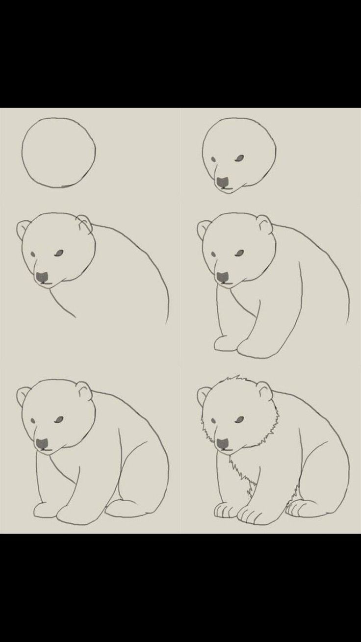 four polar bears are shown in three different positions