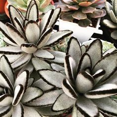 several succulents with black and white stripes on them