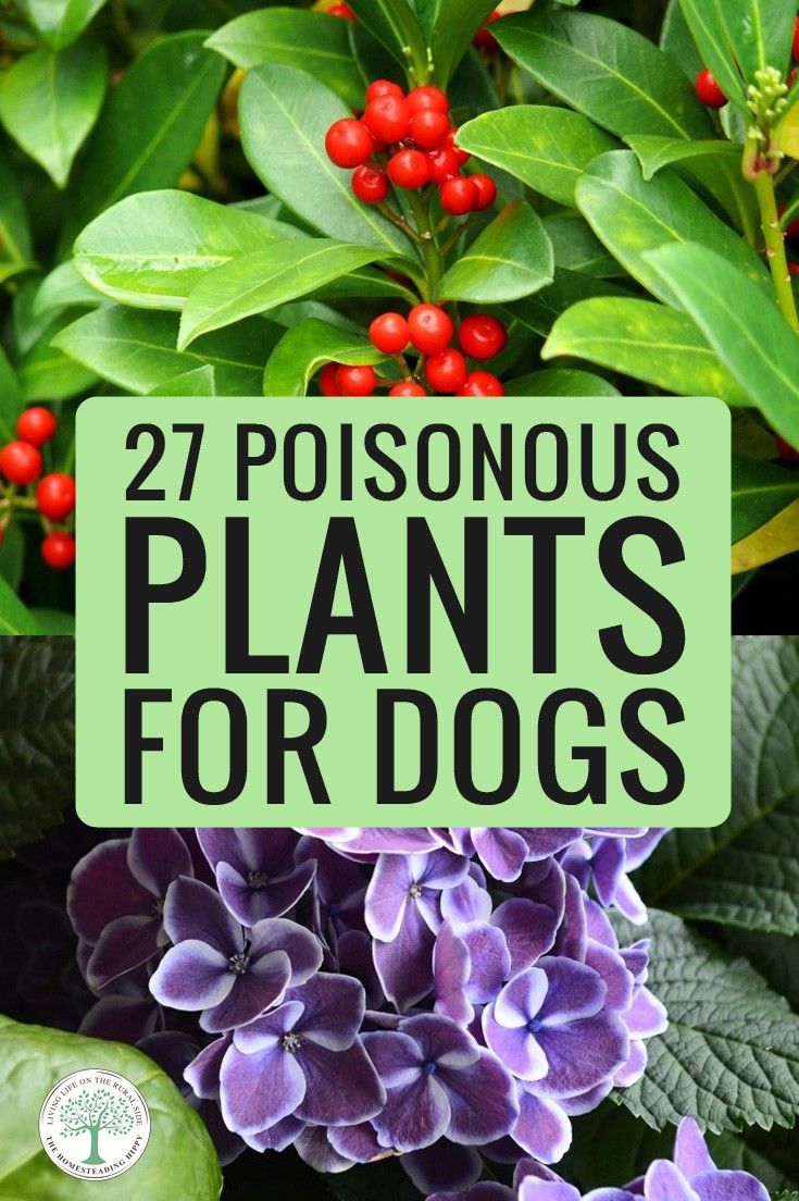 purple flowers and green leaves with the words, 27 poisonous plants for dogs