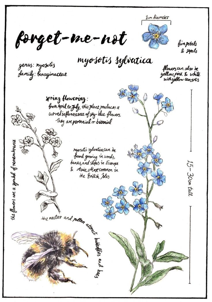 some blue flowers and a bee on a white sheet with the words forget me not