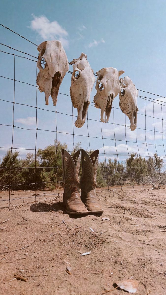 cowboy boots hanging on a barbed wire fence with sheep heads dangling from it's backs