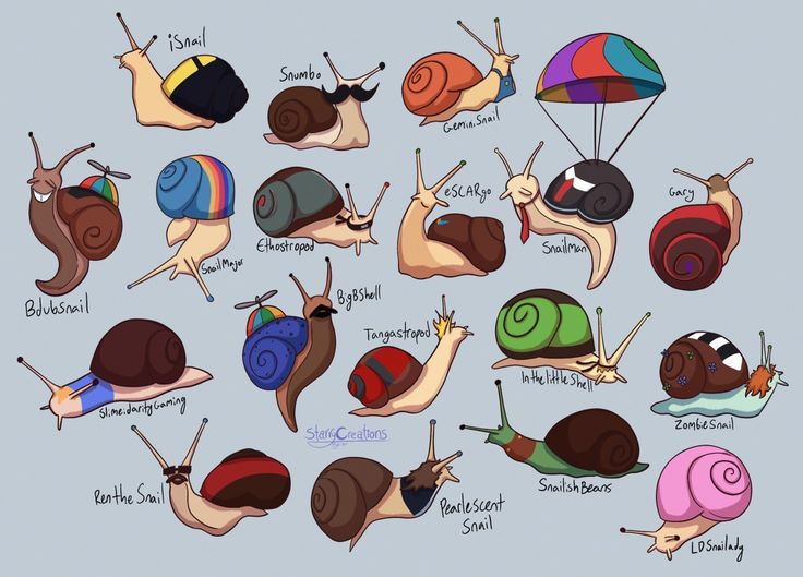 many different types of snails are shown in this drawing, and each has an individual's own name