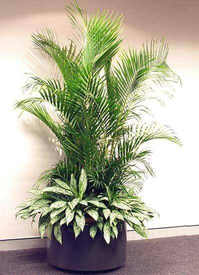 a potted plant sitting on top of a carpeted floor next to a wall