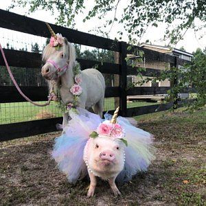 two pigs dressed up as unicorns in tutus