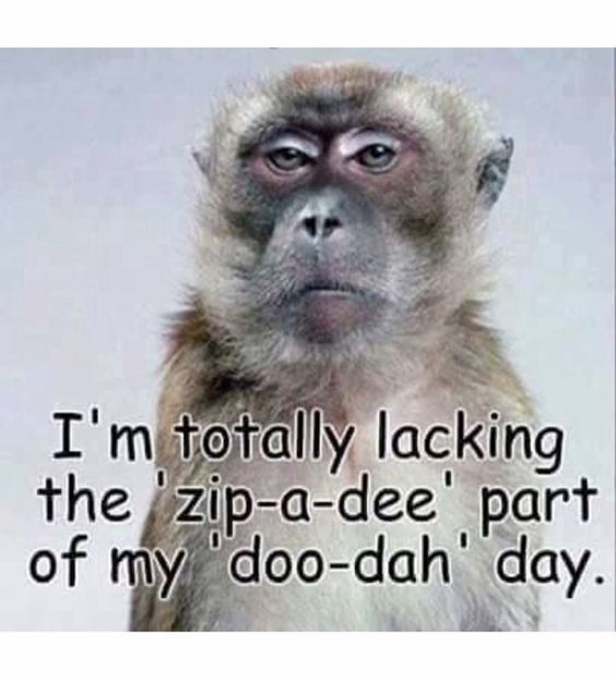 a monkey with the caption i'm totally lacking the zip - dee part of my do - dah day