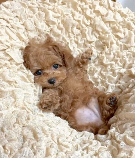 a small brown dog laying on top of a bed