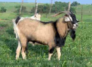 a goat with horns standing in the middle of a grassy field next to another animal