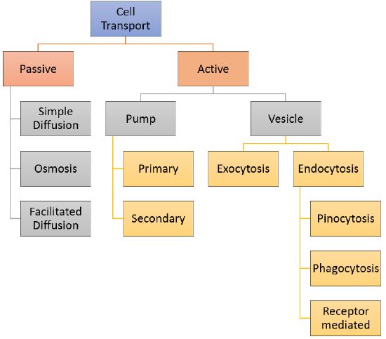 the structure of an organ diagram