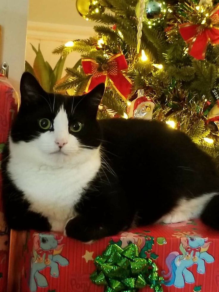 a black and white cat sitting on top of a christmas present box next to a christmas tree