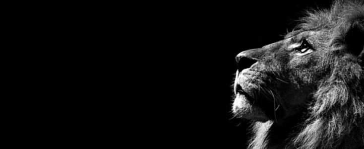 a black and white photo of a lion in the dark