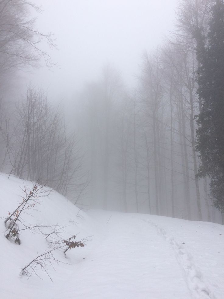 a foggy forest filled with lots of trees and snow on top of a hill