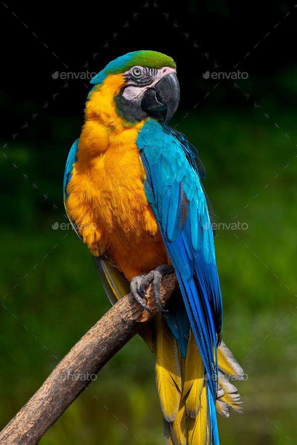 a colorful parrot sitting on top of a tree branch - stock photo - images and photos