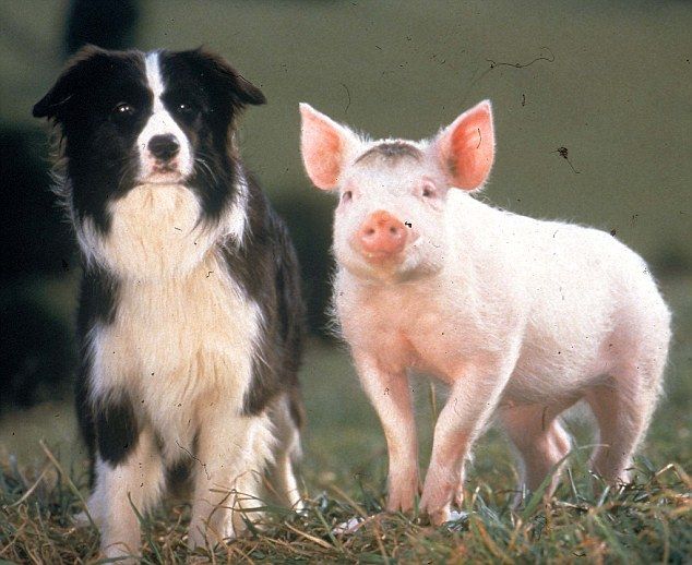 two small pigs standing next to each other on top of a grass covered field with one pig looking at the camera