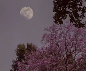 the full moon shines brightly in the sky above trees with purple blossoms on them