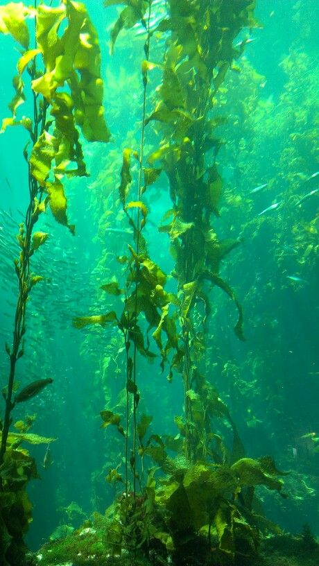 the water is full of plants and fish