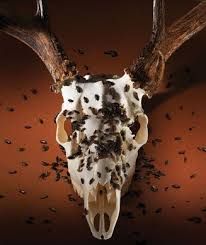 an animal skull with antlers and flies on it's back end, in front of a brown background