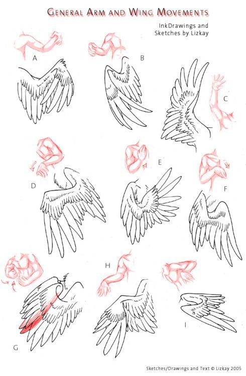 some drawings of different types of wings