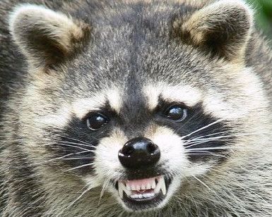 a raccoon looking at the camera with its mouth open