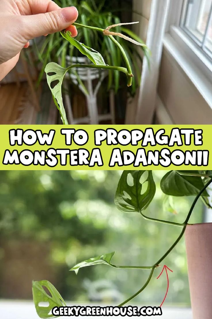 how to propagate a monster's head in a window sill