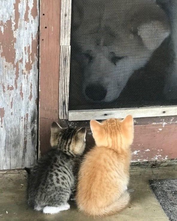 two kittens are sitting in front of a screen door and looking at a dog