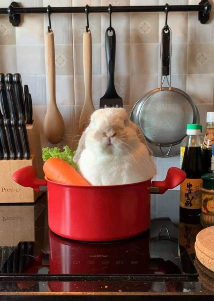 a cat that is sitting in a pot on the stove with some utensils