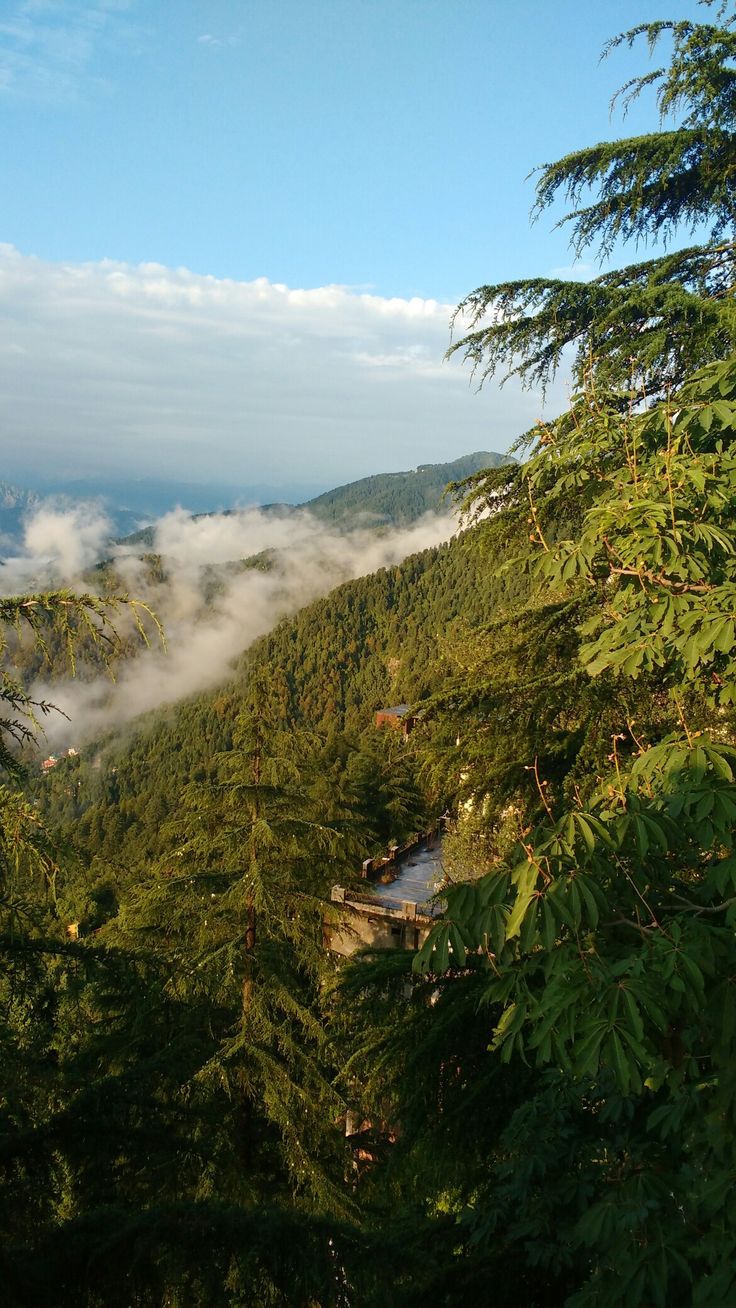 the clouds are rolling through the trees in the mountainside area, as seen from above