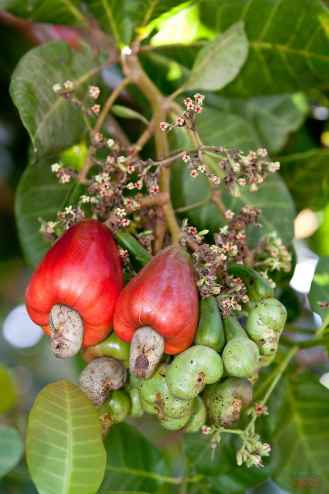 the fruit is growing on the tree and ready to be picked from it's branches